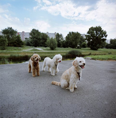 Dorka, Lori, Fifi