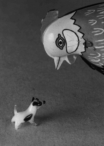 Rozhovor o slobode zvierat